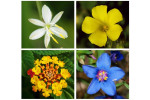Flowers Flowers