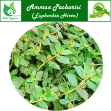 Amman Pacharisi Powder | Snake Weed | Dudhi | Achchedida | Akkigida | Euphorbia Hirta 100gm