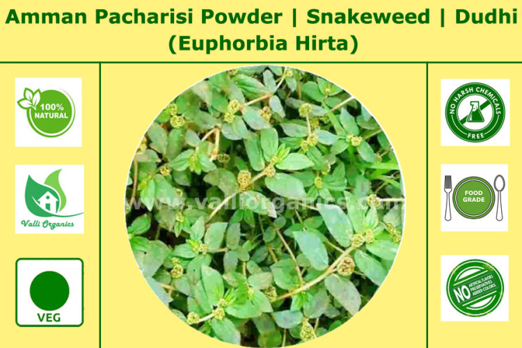 Amman Pacharisi Powder | Snake Weed | Dudhi | Achchedida | Akkigida | Euphorbia Hirta 100gm Amman Pacharisi Powder | Snake Weed | Dudhi | Achchedida | Akkigida | Euphorbia Hirta 100gm