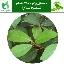Athi Ilai Powder | Fig Leaves Powder | Aththi | Anjura | Anjeer | Ficus Carica 100gm