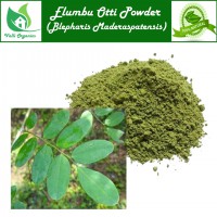 Elumbu Otti Powder | Bone Joint | Dudhiya choti | Blepharis Maderaspatensis 50gm