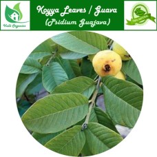 Koyya Ilai Powder | Guava Leaves | Amrood | Pera | Sibehannu | Psidium Guajava 100gm