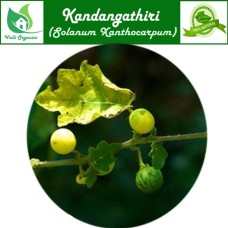 Kandankathiri Powder | Yellow Fruit Nightshade | Padi Kateri | Solanum Surattense 100gm