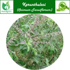 Karunthulasi Powder | Black Basil | Krishna Thulasi | Ocimum Tenuiflorum 100gm