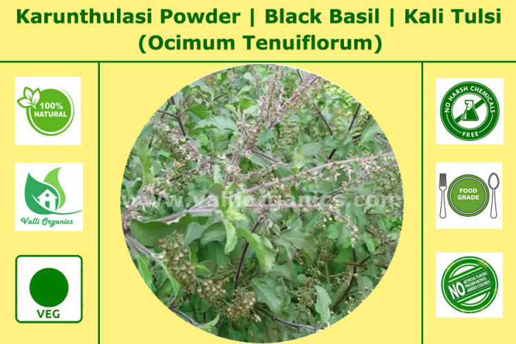 Karunthulasi Powder | Black Basil | Krishna Thulasi | Ocimum Tenuiflorum 100gm Karunthulasi Powder | Black Basil | Krishna Thulasi | Ocimum Tenuiflorum 100gm