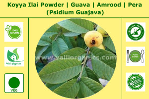 Koyya Ilai Powder | Guava Leaves | Amrood | Pera | Sibehannu | Psidium Guajava 100gm
