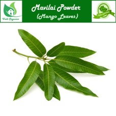 Maa Ilai Powder | Mango Leaf | Aam | Mamidi | Mavu | Mangga | Mangifera Indica 100gm