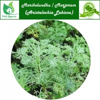 Marikolunthu Powder | Marjoram | Kozhunna | Aristalochia Labiosa 100gm