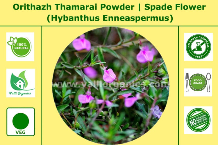 Orithazh Thamarai Powder| Spade Flower | Ratnapurush | Hybanthus Enneaspermus 100gm Orithazh Thamarai Powder| Spade Flower | Ratnapurush | Hybanthus Enneaspermus 100gm
