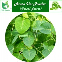 Arasa Ilai Powder | Peepal Leaf | Pipalamu | Aswantha | Ravi | Ficus Religiosa 100gm
