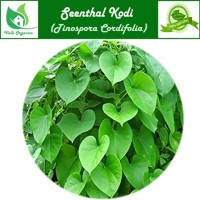 Seenthil Kodi Powder | Guduchi | Gilloy | Amruthaballi | Tinospora Cordifolia 100gm