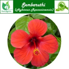 Sembaruthi Poo Powder | Hibiscus | Dasavala Huvu | Hibiscus Rosasinensis 100gm