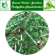 Sivanar Vembu Powder | Wiry Indigo | Shivamalli gida | Indigofera Aspalathoides 100gm