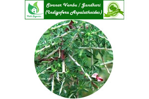 Sivanar Vembu Powder | Wiry Indigo | Shivamalli gida | Indigofera Aspalathoides 100gm