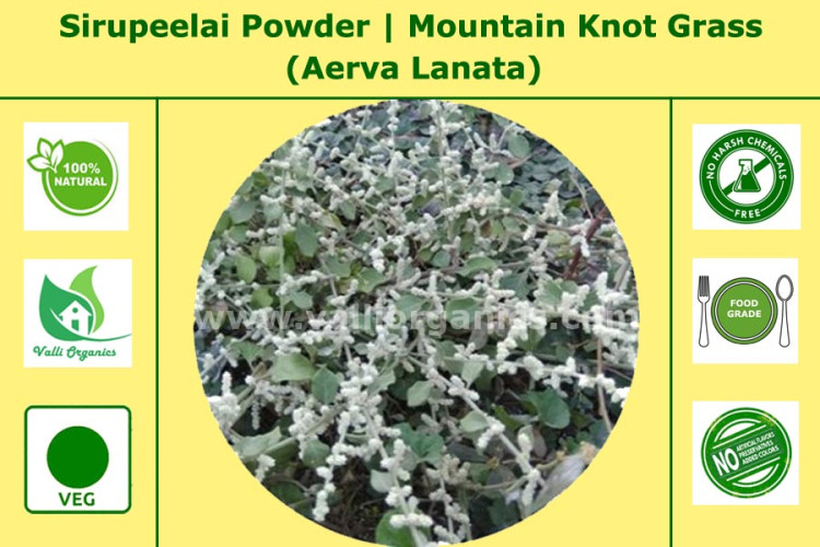 Sirupillai Powder | Mountain Knot Grass | Kapooreejadee | Aerva Lanata 100gm Sirupillai Powder | Mountain Knot Grass | Kapooreejadee | Aerva Lanata 100gm