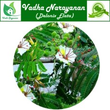 Vadhanarayanan | Chinna seribiseri | Gulmohar | Waykaran | Sandeshra | Delonix Elata 100gm