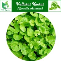 Vallarai Powder | Pennywort | Brahmi | Ondelaga | Saraswati Aku | Centella Asiatica 100gm