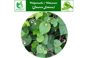 Veliparuthi Powder | Uttamani | Hala Koratige | Utran | Daemia Extensa 100gm
