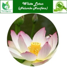 Ven Thamarai | White Lotus | Bili Kamala | Tamara | Nelumbo Nucifera Powder 100gm