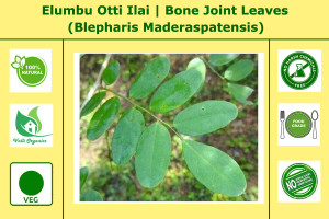 Elumbu Otti | Bone Joint Leaves | Dudhiya Choti | Blepharis Maderaspatensis 50gm