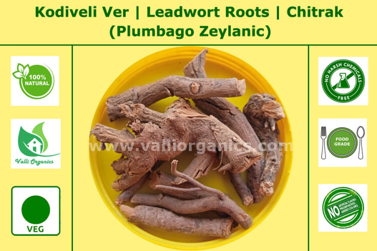 Kodiveli Ver | Leadwort Roots | Chitrak | Agnipaavaka | Plumbago Zeylanic 100gm Kodiveli Ver | Leadwort Roots | Chitrak | Agnipaavaka | Plumbago Zeylanic 100gm