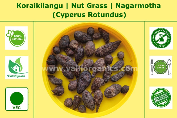 Koraikilangu | Nut Grass | Nagarmotha | Bhadra Musthi | Cyperus Rotundus 100gm Koraikilangu | Nut Grass | Nagarmotha | Bhadra Musthi | Cyperus Rotundus 100gm