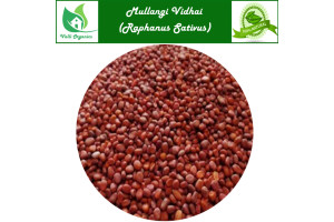 Mullangi Vidhai | Garden Radish | Kanakapal | Muli | Moolaka | Raphanus Sativus 100gm