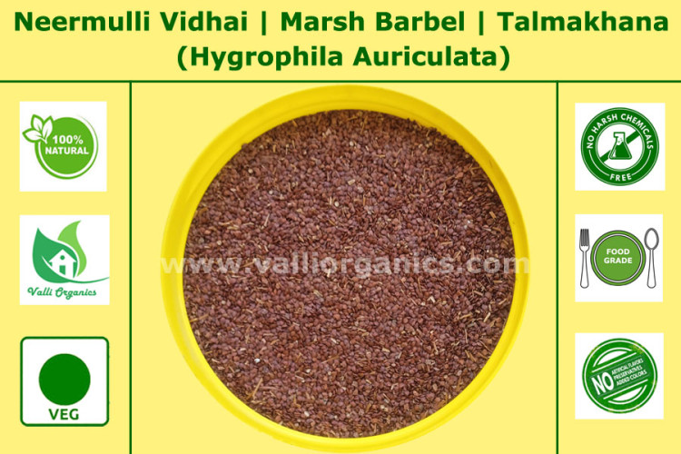 Neermulli Seeds | Marsh Barbel | Talmakhana | Kolavali | Hygrophila Auriculata 100gm Neermulli Seeds | Marsh Barbel | Talmakhana | Kolavali | Hygrophila Auriculata 100gm