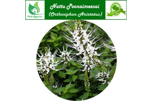 Poonai Meesai Leaves | Cat Whiskers | Java Tea | Orthosiphon Stamineus 100gm