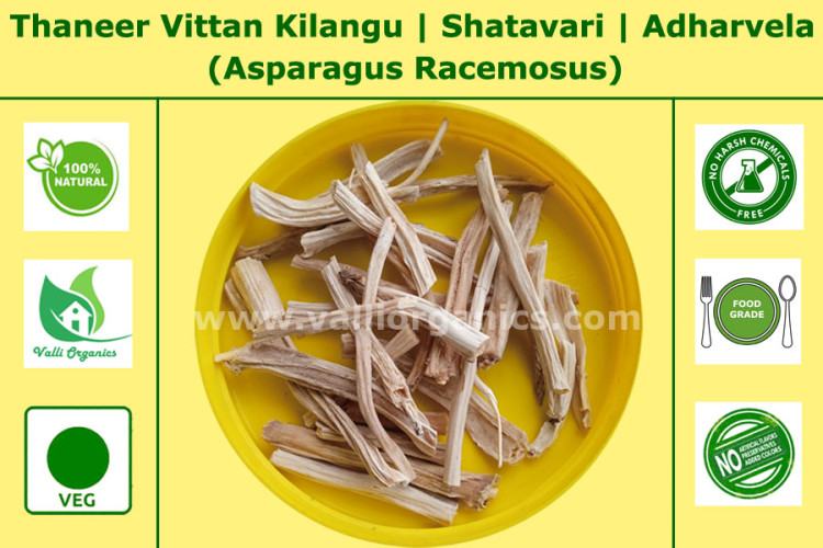 Thanneer Vittan | Shatavari Roots | Adharvela | Ashadhi | Asparagus Racemosus 100gm Thanneer Vittan | Shatavari Roots | Adharvela | Ashadhi | Asparagus Racemosus 100gm
