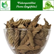 Valampuri kai | Maroorphali | Indian Screw Tree | Yedamuri | Isora Corylifolia 100gm