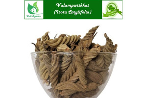 Valampuri kai | Maroorphali | Indian Screw Tree | Yedamuri | Isora Corylifolia 100gm