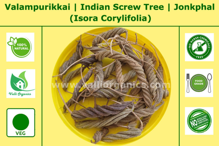 Valampuri kai | Maroorphali | Indian Screw Tree | Yedamuri | Isora Corylifolia 100gm Valampuri kai | Maroorphali | Indian Screw Tree | Yedamuri | Isora Corylifolia 100gm